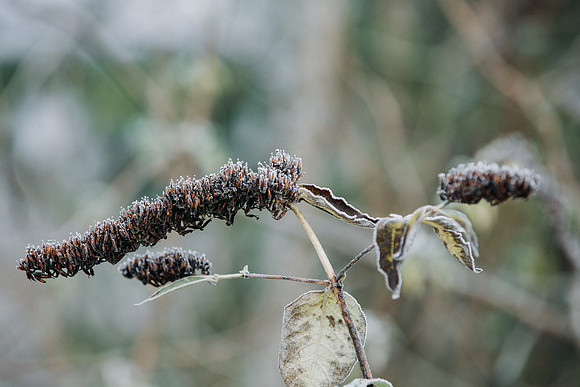 VedderRiver-Dec 2020-30