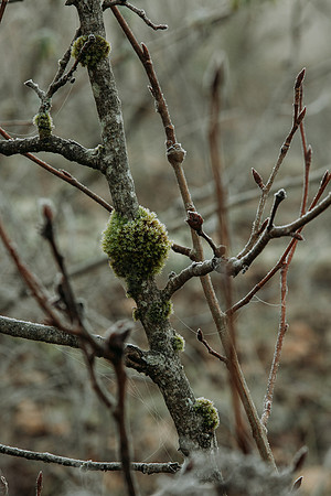 VedderRiver-Dec 2020-27