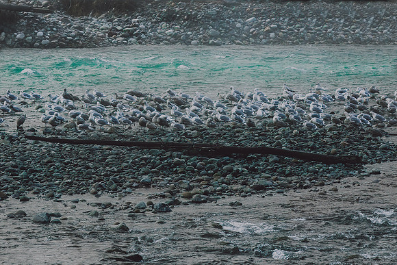 VedderRiver-Dec 2020-41