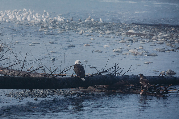 VedderRiver-Dec 2020-34