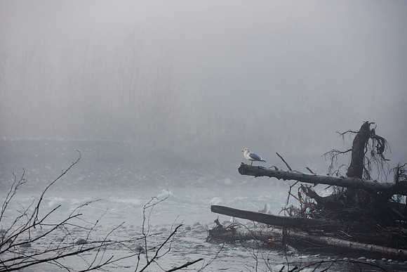 VedderRiver-Dec 2020-40