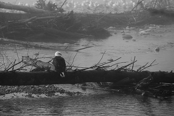VedderRiver-Dec 2020-36