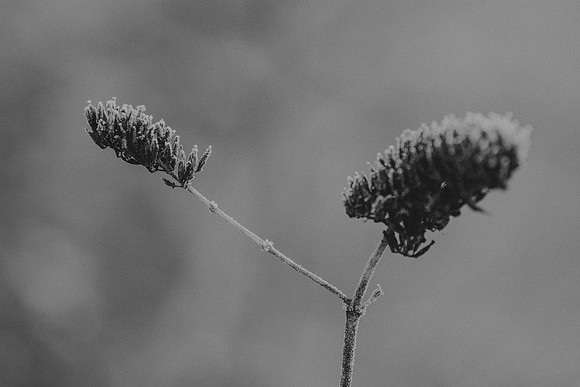 VedderRiver-Dec 2020-31