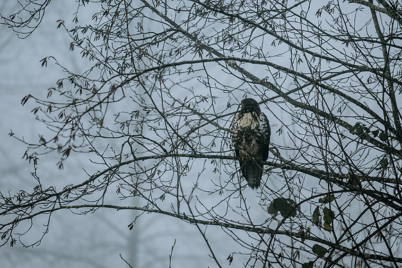 VedderRiver-Dec 2020-17